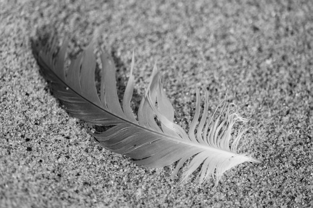 Photo close-up of feather on sand