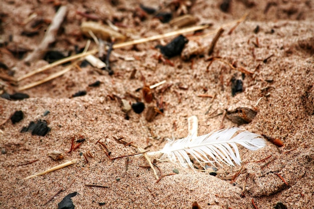 Photo close-up of feather on sand