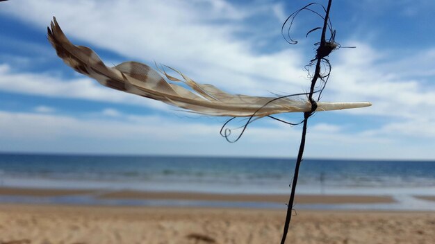 Foto close-up di una piuma su una corda sulla spiaggia