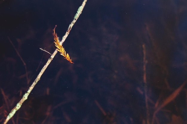 Photo close-up of feather on the string