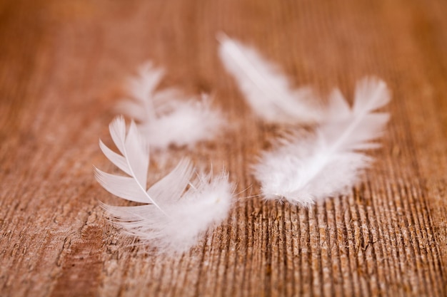 Photo close-up of feather on table