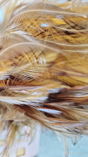 Close-up of feather in water