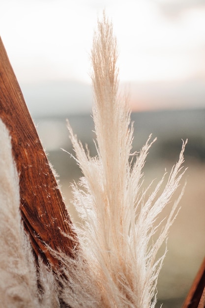 Foto close-up di una piuma sul legno contro il cielo