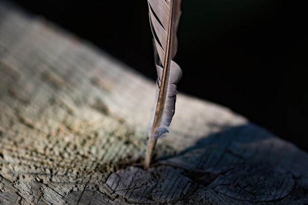 Photo close-up of feather