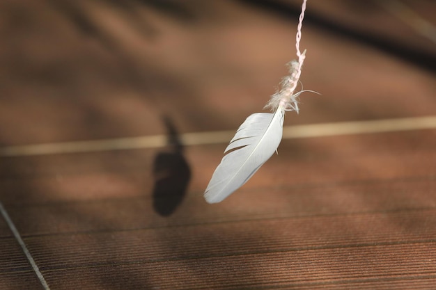 Photo close-up of feather