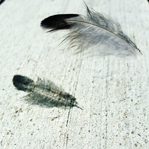 Photo close-up of feathers