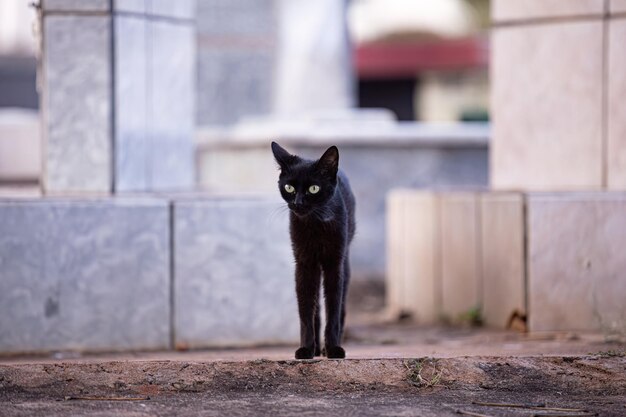 묘지에 버려진 고양이 동물의 가까운 동물 고양이