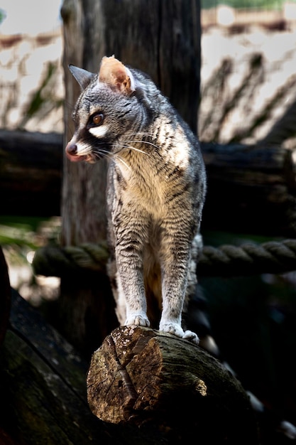 Foto zoo selvatico felino da vicino