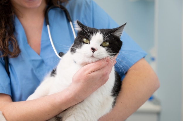 Close up of female doctor veterinarian holding a cute white cat on hands at vet clinic.