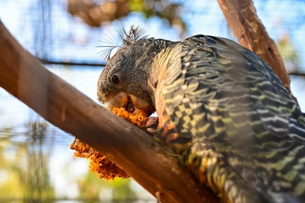 Close up of a female ganggang parrot