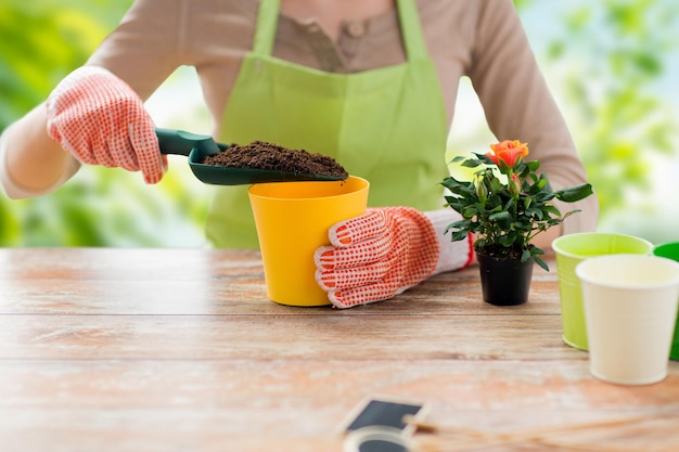 close up of female gardener planting rose flower
