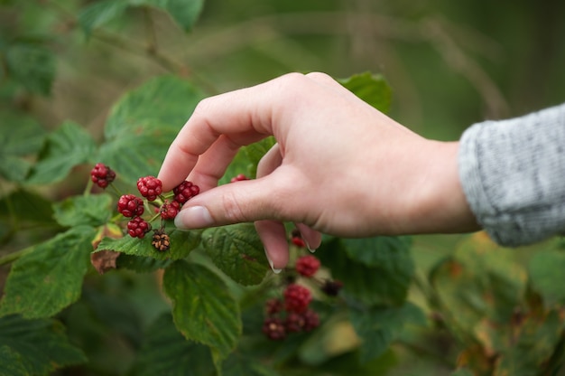 Close up female hand picking red berries