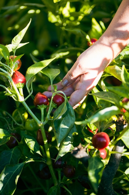 Close up of female hand picking up crop working in garden in
daytime vegetables from garden ecofriendly way of living people
being closer to nature