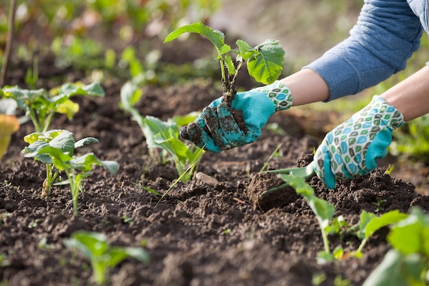 Close-up of female hands in protective gloves planting seedlings into the ground.