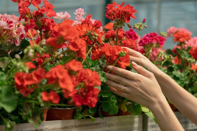 園芸用品センターで色とりどりの花を取る女性の手のクローズアップ