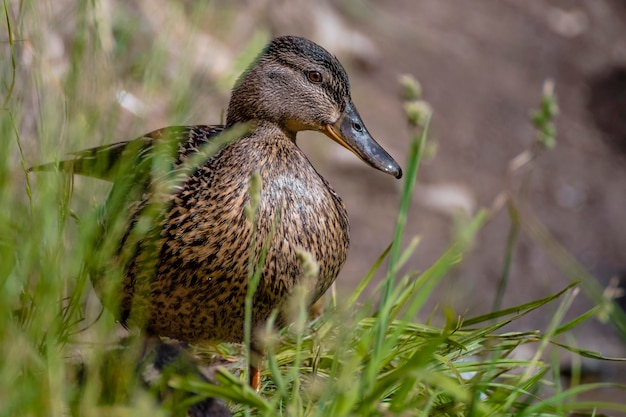 Foto close-up di un'anatra mallarda femmina vicino all'erba