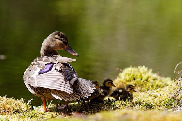 Foto prossimo piano dell'anatra mallarda femmina e dei cuccioli contro il lago