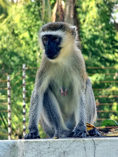 Photo close-up of a female monkey in mombasa kenya