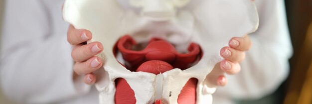 Photo close up of female pelvis in doctors hands concept of gynecology womens healthcare and medicine