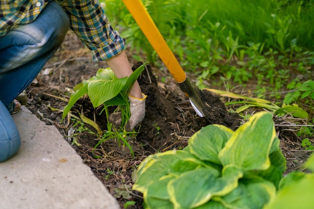 Close up female planting decorative plant with huge leaves in the soils