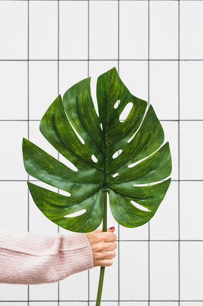 Close-up of a female's hand holding big tropical jungle monstera leaf against white wall