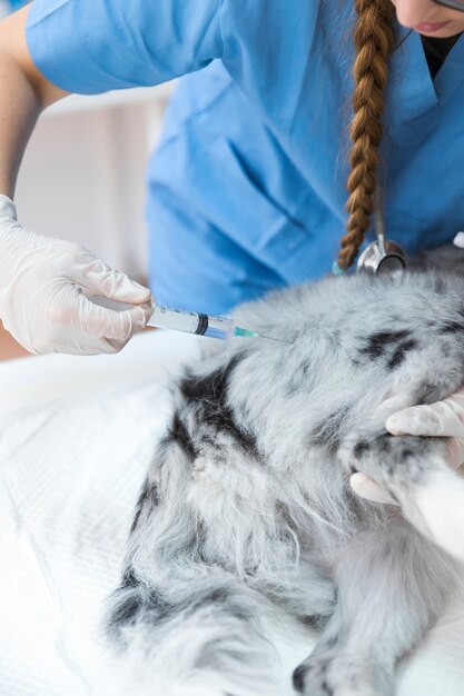 Foto primo piano di un veterinario femminile che inietta cane con l'iniezione