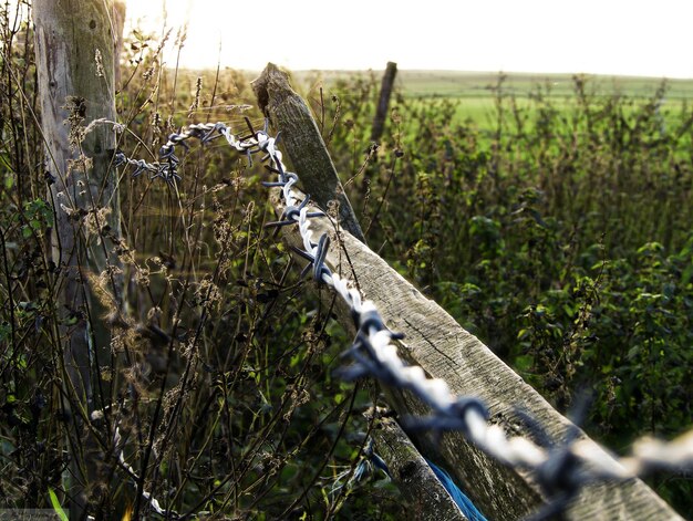 Close-up of fence on field