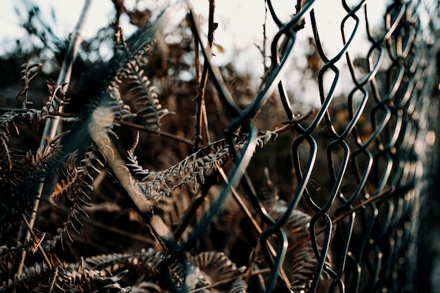 Close up on fence with plants behind it