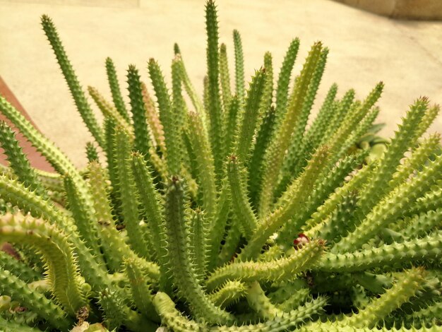 Foto prossimo piano di un cactus di felce