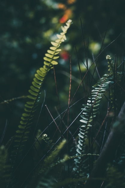 Photo close-up of fern on field