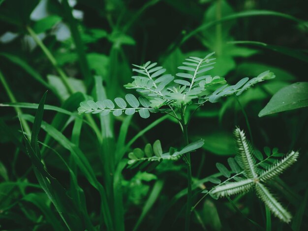 Photo close-up of fern on field