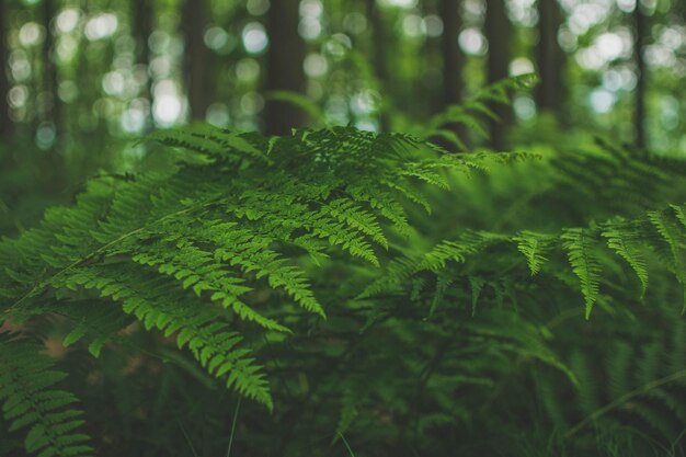 Photo close-up of fern in forest