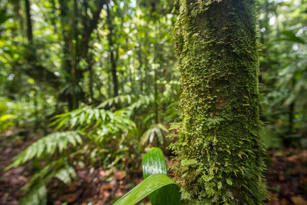 Close-up of fern in forest