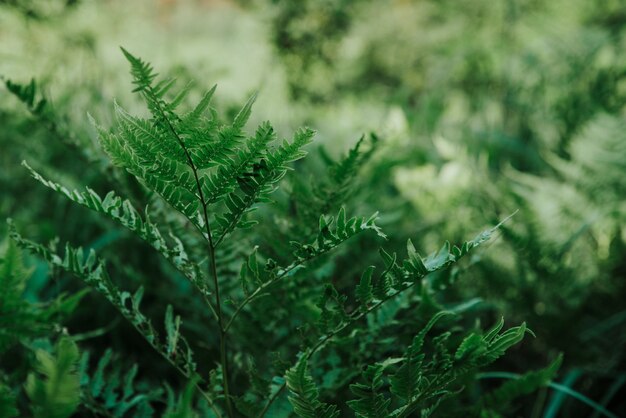 close up on fern in the forest