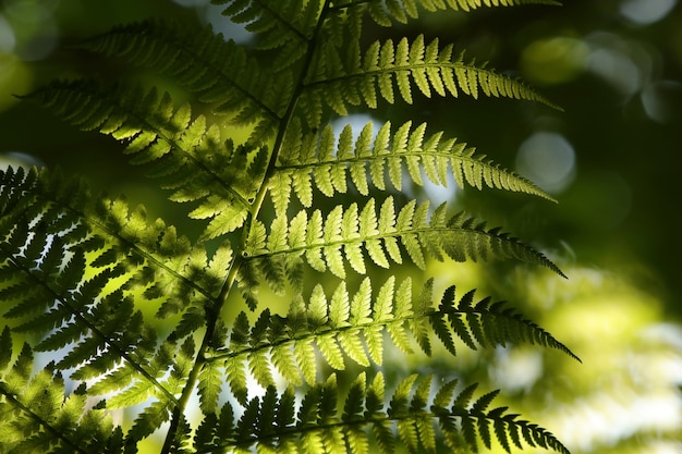 Primo piano di felce nella foresta