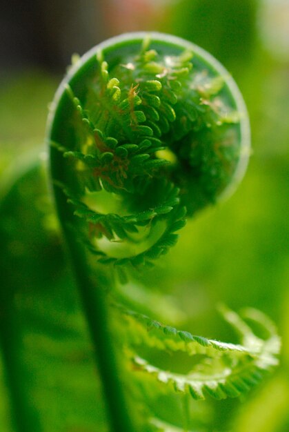 Close-up of fern green plant