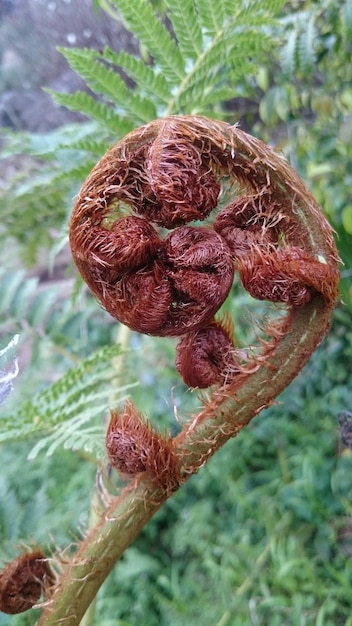 Foto prossimo piano di una felce che cresce sul campo