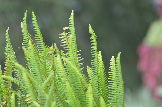 Close-up of fern growing on tree