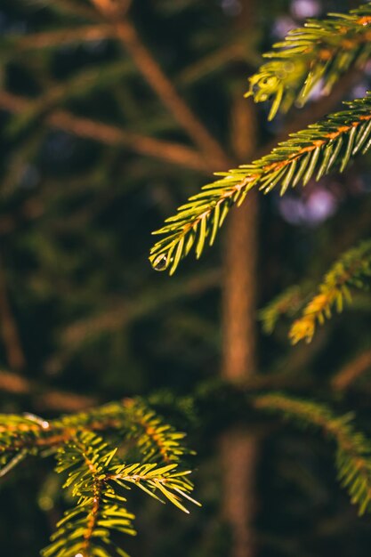 Photo close-up of fern growing on tree