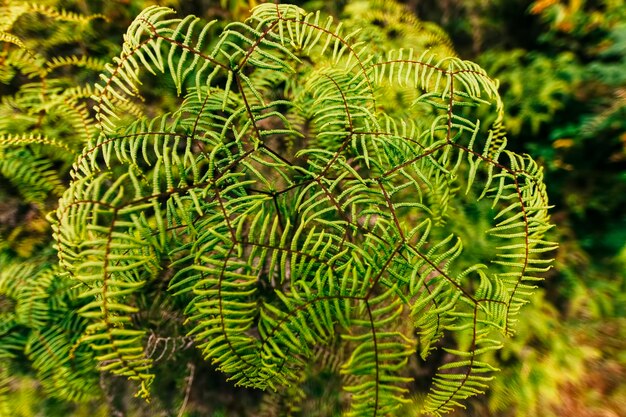 Photo close-up of fern growing on tree