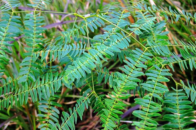 Photo close-up of fern growing on tree