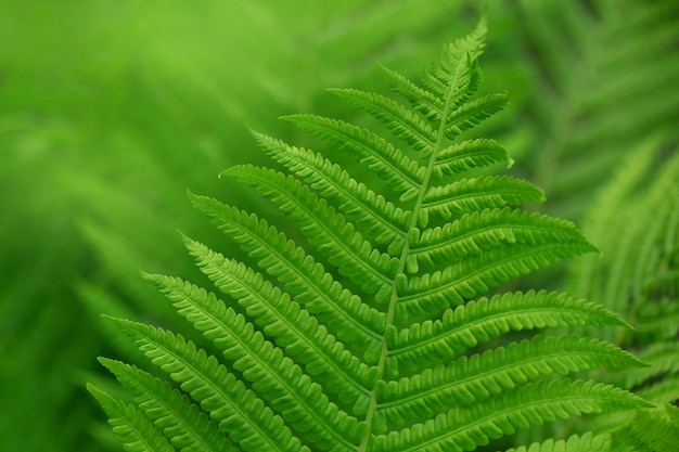 Close up fern leaf in the forest