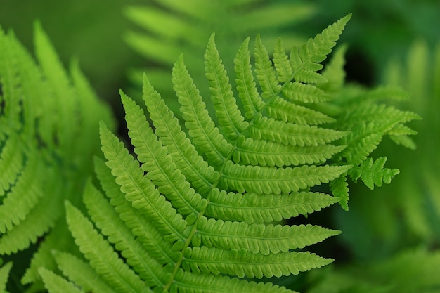 Close up fern leaf in the forest