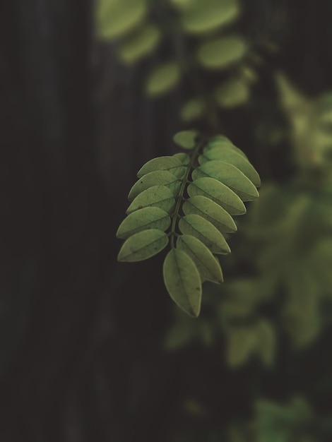 a close up of a fern leaf with the word " wild " on it.