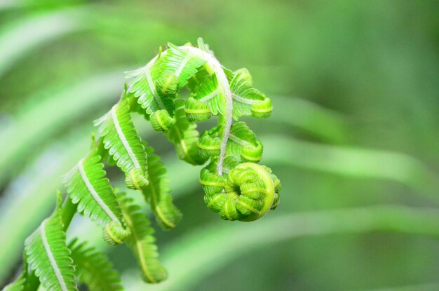 Close-up of fern leaf