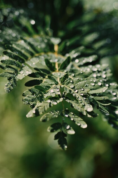 Foto prossimo piano di una foglia di felce