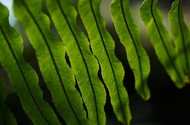 A close up of a fern leaf