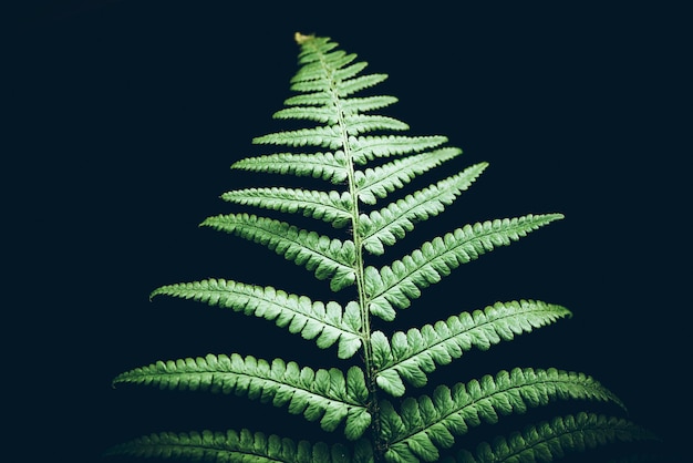 Foto close up di foglie di felce contro uno sfondo nero verde concetto naturale concetto di crescita della vita