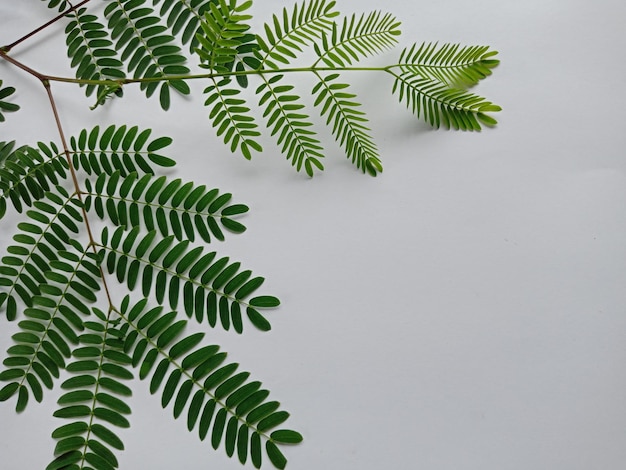 Photo close-up of fern leaves against wall