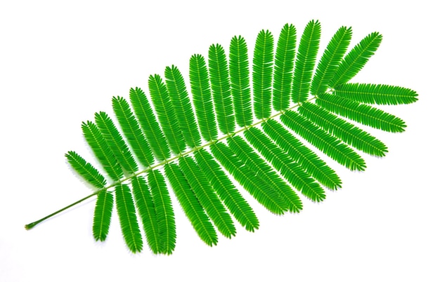 Photo close-up of fern leaves against white background